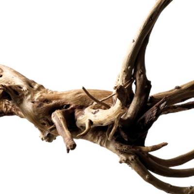 Black spiderwood large - Aquadistri