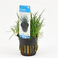 Lilaeopsis mauritiana - 6 stuks - aquarium plant - thumbnail