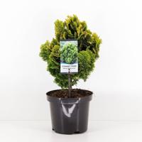 Chamaecyparis obt nana aurea 40 cm - Warentuin natuurlijk