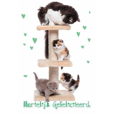 Wenskaarten Gefeliciteerd pak a 10 stuks