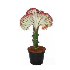 Euphorbia Lactea (rode kraag) - P 11 cm