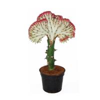 Euphorbia Lactea (rode kraag) - P 11 cm