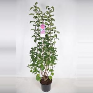 Sering (syringa vulgaris hyacinthflora "Esther Staley") - 90-120 cm - 1 stuks