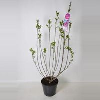 Sering (syringa vulgaris hyacinthflora "Esther Staley") - 90-120 cm - 1 stuks - thumbnail