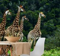 Afrika foto behang Originele natuur giraffen