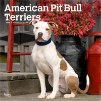 American Pit Bull Terrier Kalender 2026