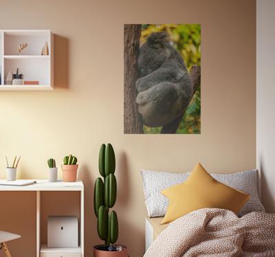 Koala slapen poster tienerkamer
