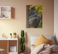 Koala slapen poster tienerkamer