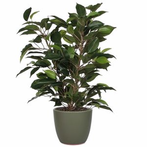 Groene ficus kunstplant 40 cm met plantenpot dennengroen D13.5 en H12.5 cm