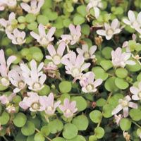 Teer guichelheil (Anagallis tenella) zuurstofplant - 10 stuks - thumbnail