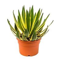 Agave lopantha M kamerplant