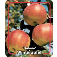 Malus Domestica Ontario - Oosterik home