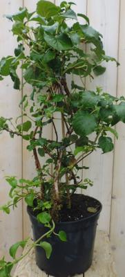 Hortensia Klimhortensia - Warentuin natuurlijk