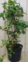 Hortensia Klimhortensia - Warentuin natuurlijk