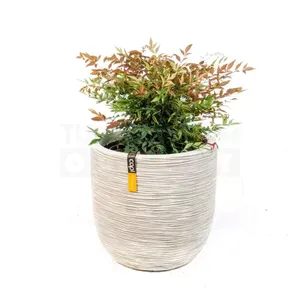 Pot bol Rib NL 43x41 ivoor + Nandina