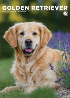 Golden Retriever A3 Kalender 2026