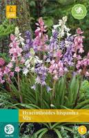 Hyacinthoides hisp. mix 8 bollen - Jub