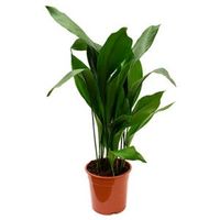 Aspidistra elatior L kamerplant