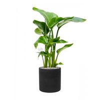 Plant in Pot Strelitzia Nicolai 85 cm kamerplant in Rough Black Washed 25 cm bloempot - thumbnail