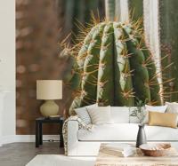 Muurschildering close-up cactus behang. Muurschildering close-up cactus behang.