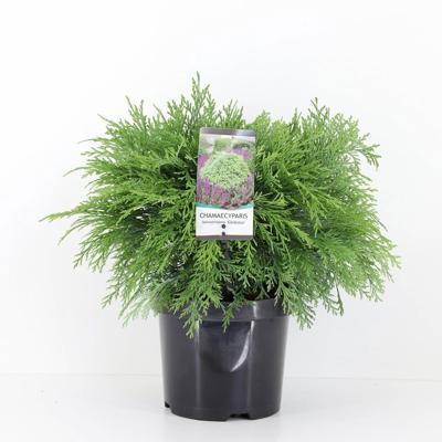 Chamaecyparis law globosa 45 cm - Warentuin natuurlijk