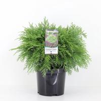 Chamaecyparis law globosa 45 cm - Warentuin natuurlijk
