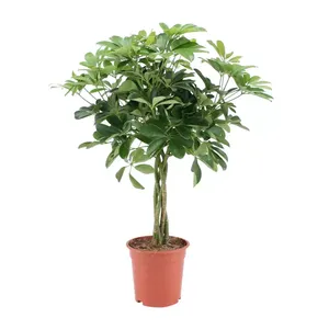 Kamerplant Schefflera met Gevlochten Stam