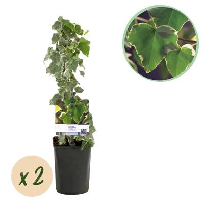 Green boutiQ - Klimplant - Hedera helix Glacier - Blad Bont - Groenblijvend - 2 planten - Pot 11cm Hoogte 40cm