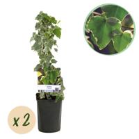 Green boutiQ - Klimplant - Hedera helix Glacier - Blad Bont - Groenblijvend - 2 planten - Pot 11cm Hoogte 40cm Green boutiQ - Klimplant - Hedera helix Glacier - Blad Bont - Groenblijvend - 2 planten - Pot 11cm Hoogte 40cm