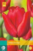 Tulipa Escape 8 bollen - Jub