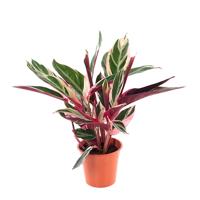 Calathea Triostar - P 14 cm