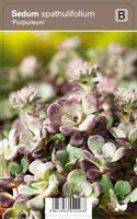 Vips Sedum spathulifolium Purpureum - Vetkruid