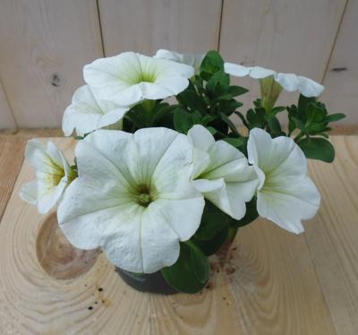 3 stuks! Petunia wit Warentuin Natuurlijk - Warentuin natuurlijk