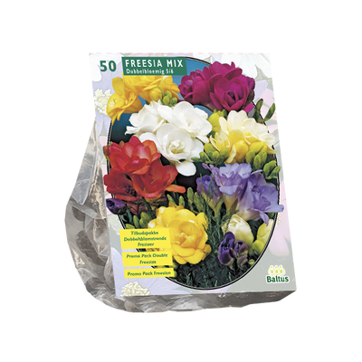 Freesia