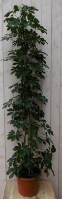 Kamerplant Schefflera Vingersboom donkergroen 120 cm - Warentuin natuurlijk