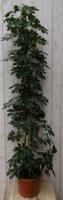 Kamerplant Schefflera Vingersboom donkergroen 120 cm - Warentuin natuurlijk