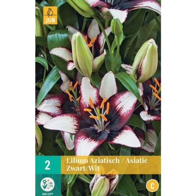 Lilium aziatisch Zwart-Wit - Jub
