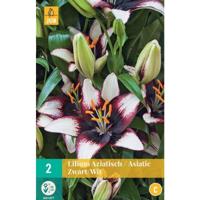 Lilium aziatisch Zwart-Wit - Jub