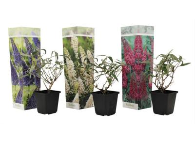 Mix van 3 Buddleja - blauw, rood, wit