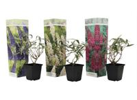 Mix van 3 Buddleja - blauw, rood, wit