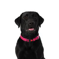 Nobleza Hondenhalsband met kliksluiting - Roze - Reflecterend - 60 cm Nobleza Hondenhalsband met kliksluiting - Roze - Reflecterend - 60 cm