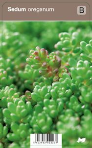 Vips Sedum oreganum - Vetkruid