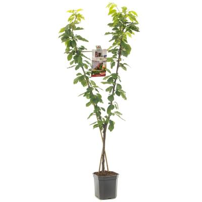 Duo-kersenboom