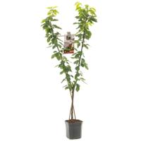 Duo-kersenboom