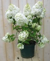 Pluim Hortensia Hydrangea Wit - Warentuin Natuurlijk - thumbnail