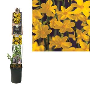 Jasminum nudiflorum - L