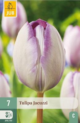 Tulp jacuzzi 7 bollen