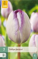Tulp jacuzzi 7 bollen