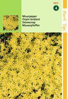 Zaden Sedum Muurpeper geel Hortitops - Hortitops