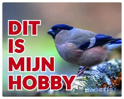 Goudvink Waakbord Pop - Dit is mijn hobby Goudvink Waakbord Pop - Dit is mijn hobby